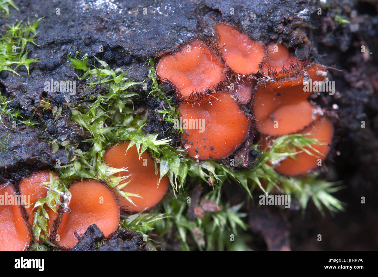 Scutellinia sp. fungus, close up shot, local focus Stock Photo