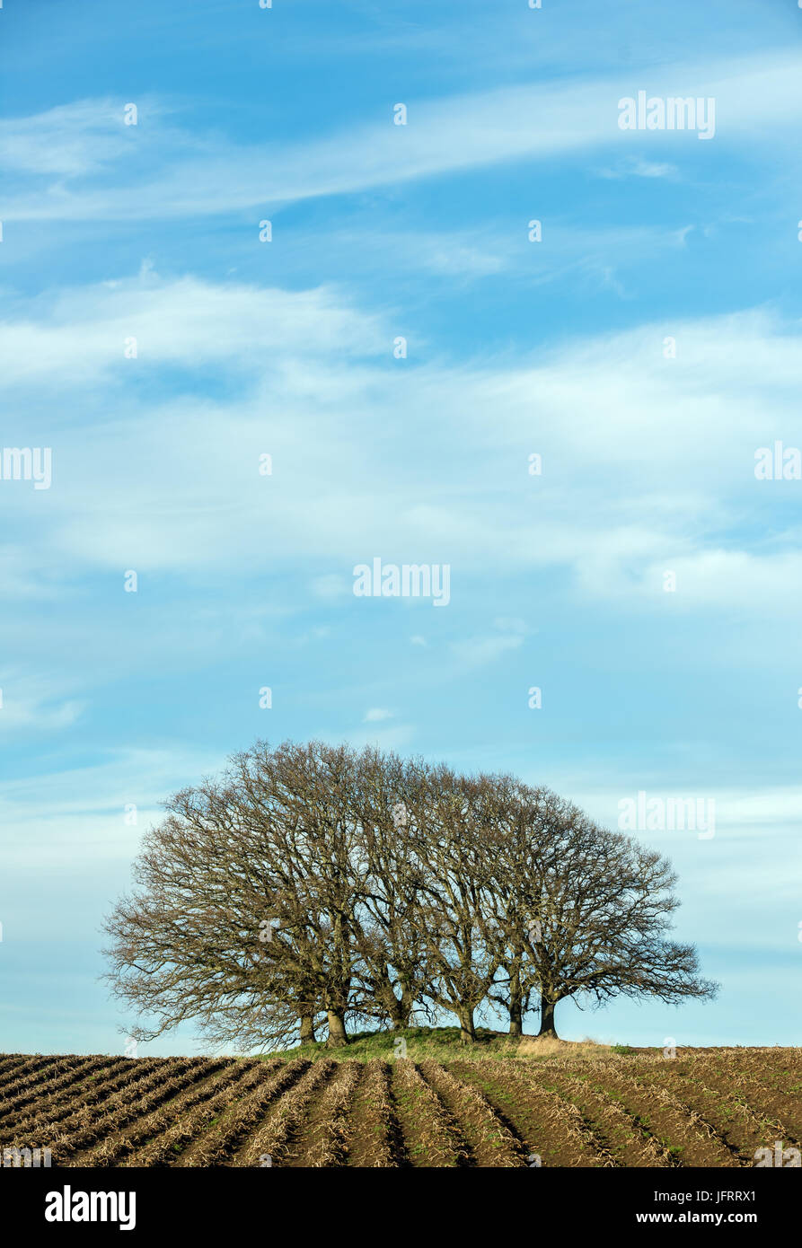 Arboles al atardecer / Sunset tree Stock Photo