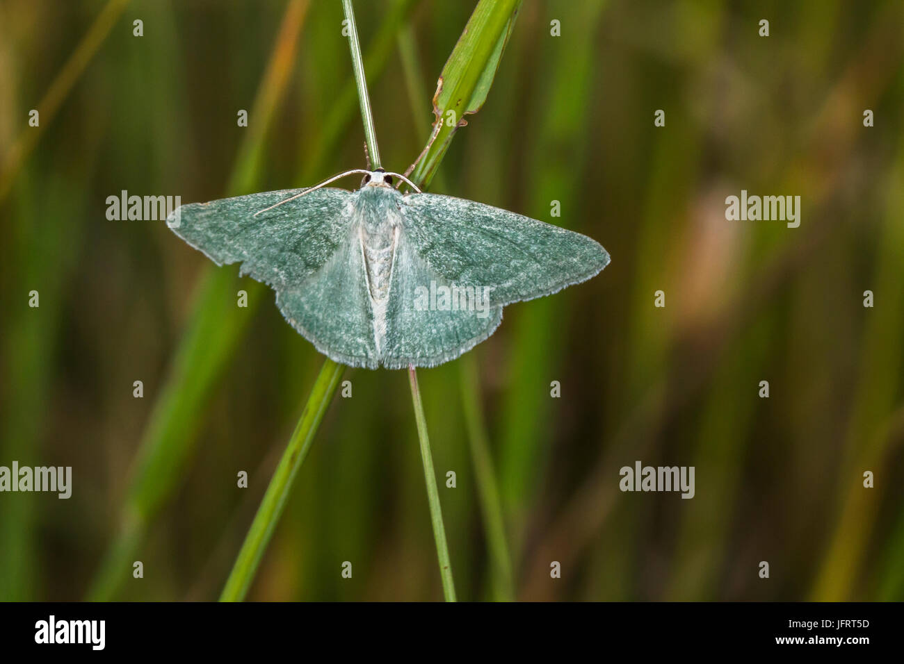 A grass emerald is sitting on a grass-stock Stock Photo