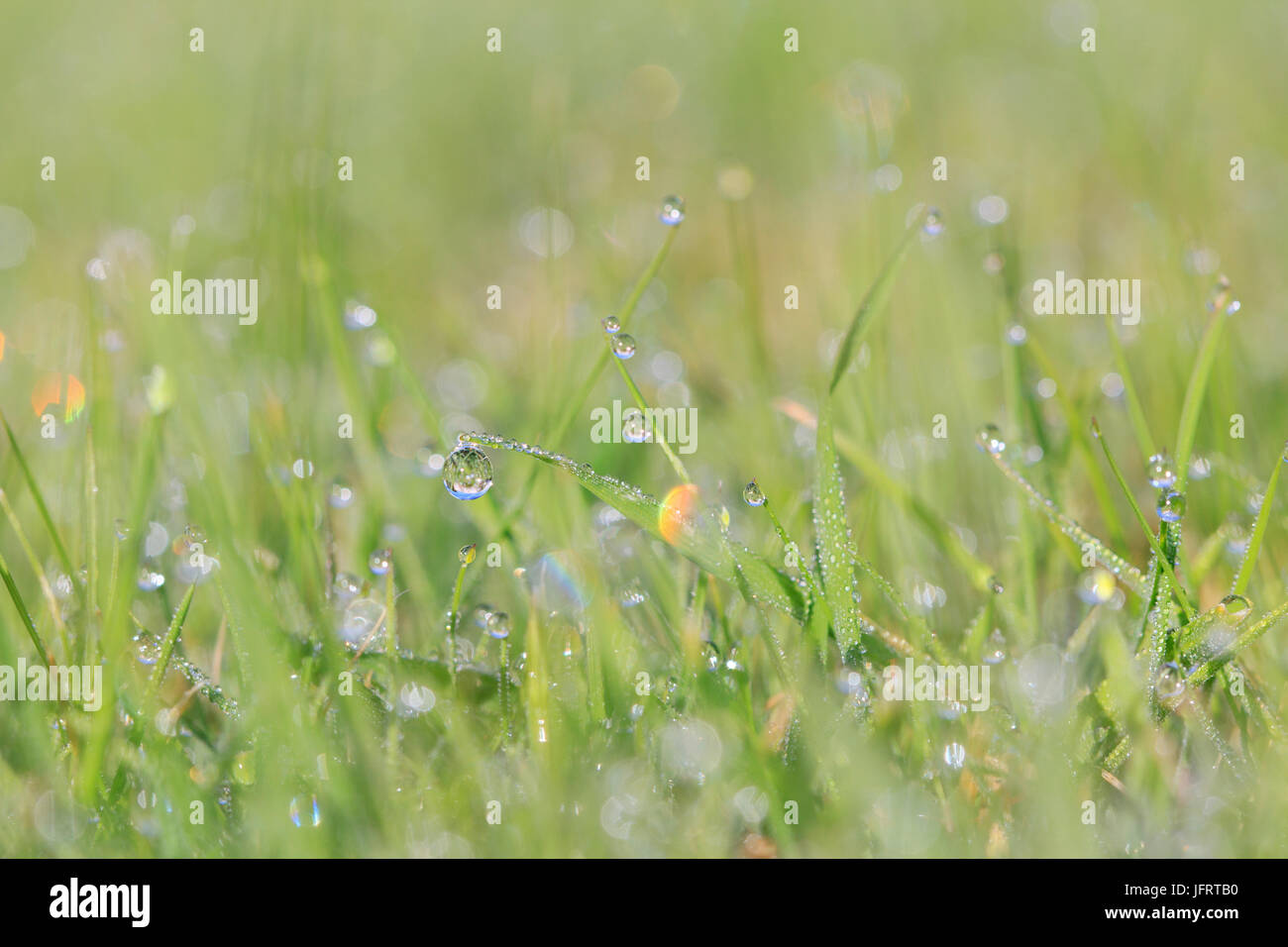 Grass growing extreme close up hi-res stock photography and images - Alamy