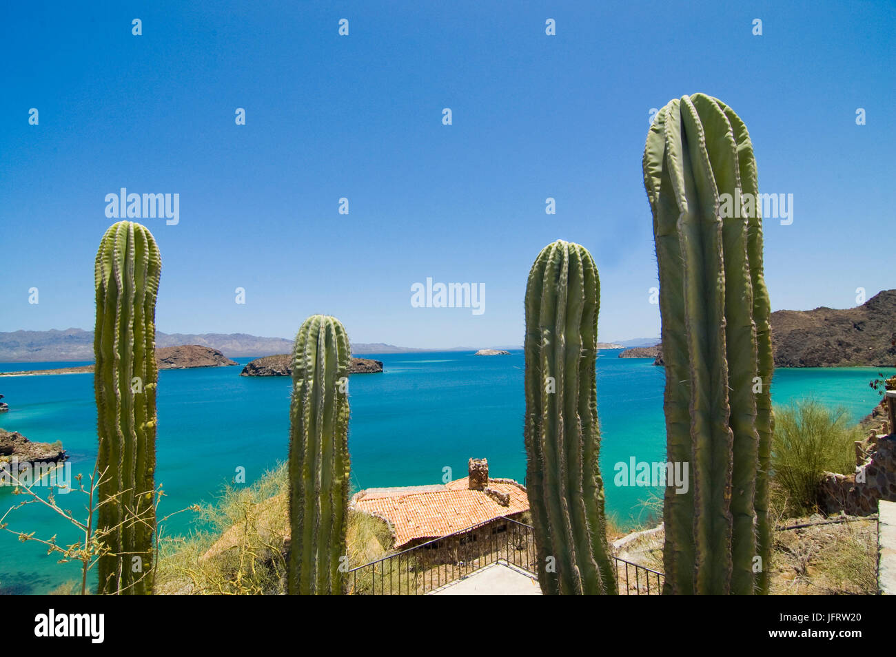 cactus on the mountain by the sea of cortes in bahia concepcion or concepcion bay in baja california sur MEXICO Stock Photo