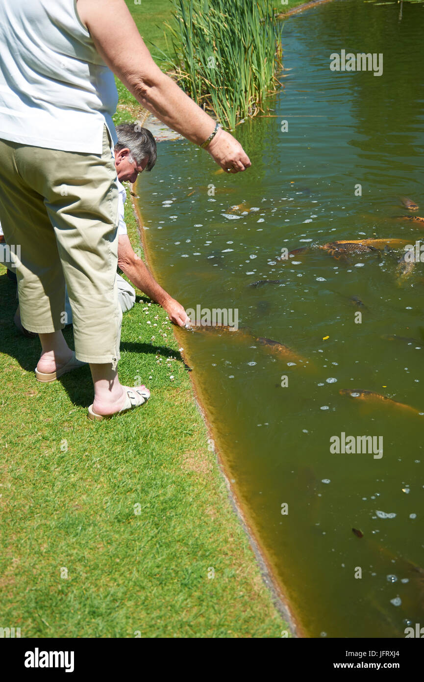People feeding mirror carp (Cyprinus carpio) in a formal garden uk Stock Photo
