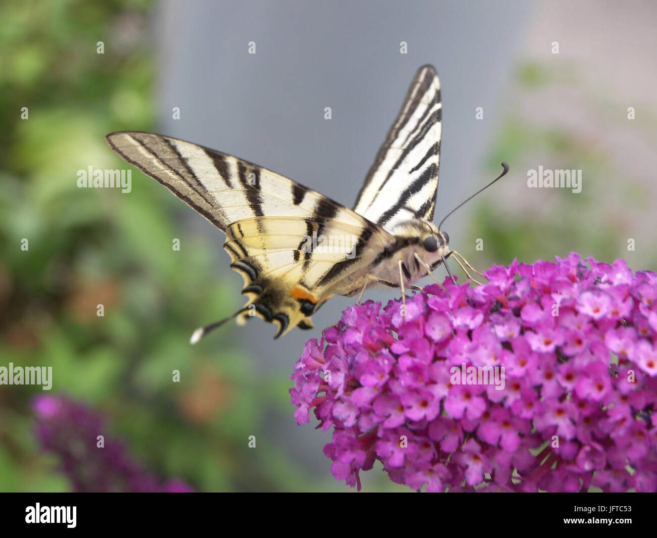 Web application element hi-res stock photography and images - Alamy