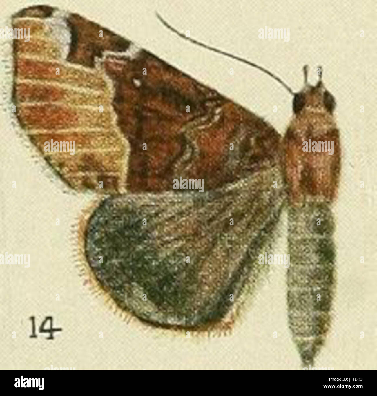 14-28Giria bubastis29 Giria pectinicornis 28Bethune-Baker 190929 Stock Photo