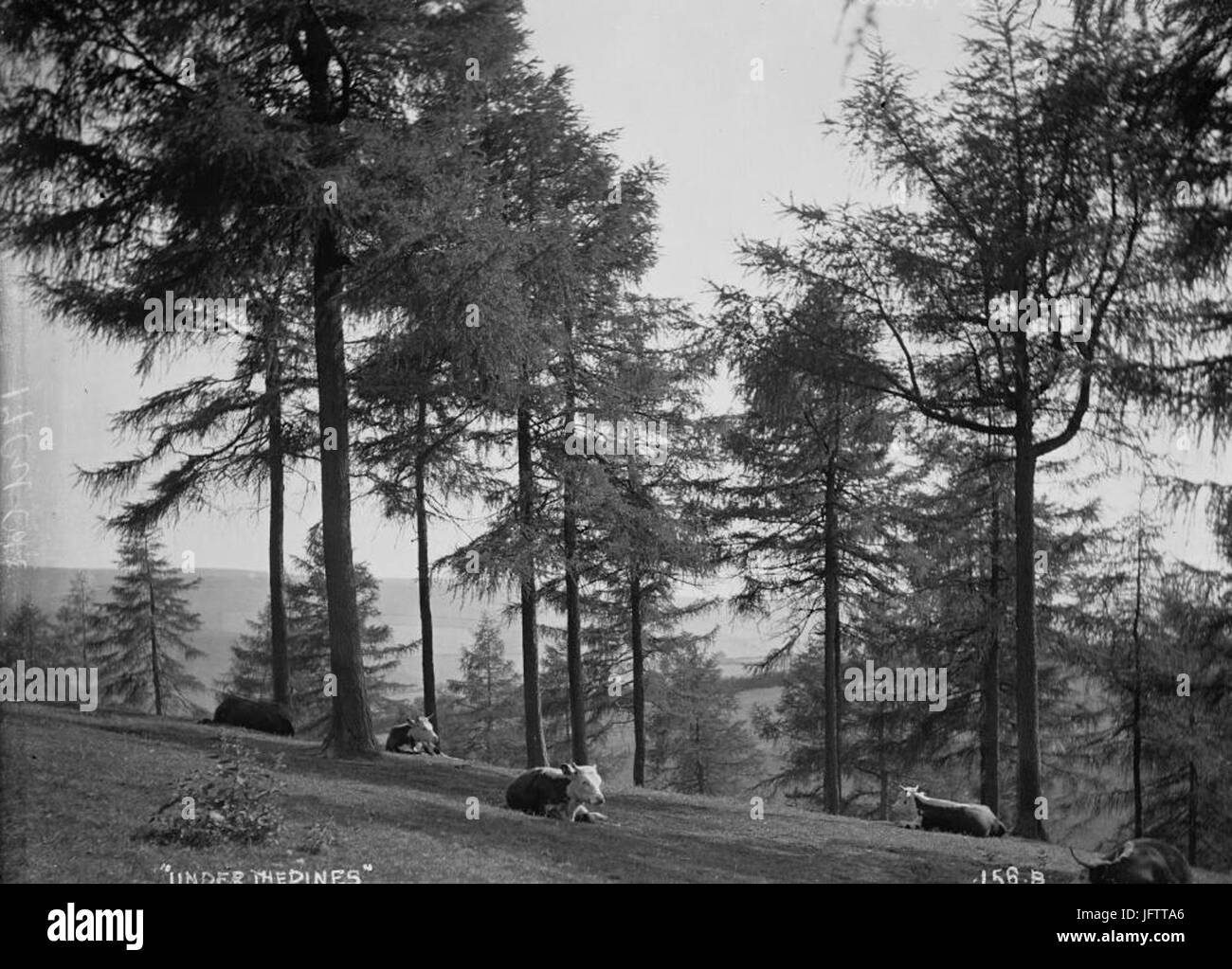 Canopy of pine trees in a pine forest Black and White Stock Photos ...