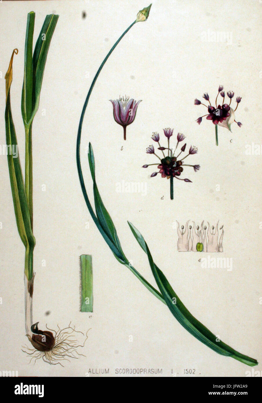 Allium scorodoprasum   Flora Batava   Volume v19 Stock Photo