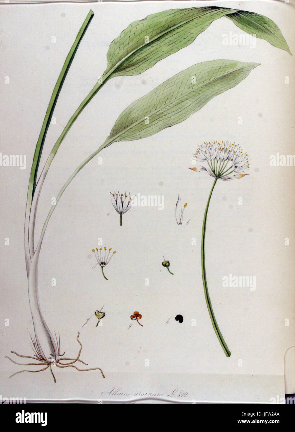 Allium ursinum   Flora Batava   Volume v11 Stock Photo