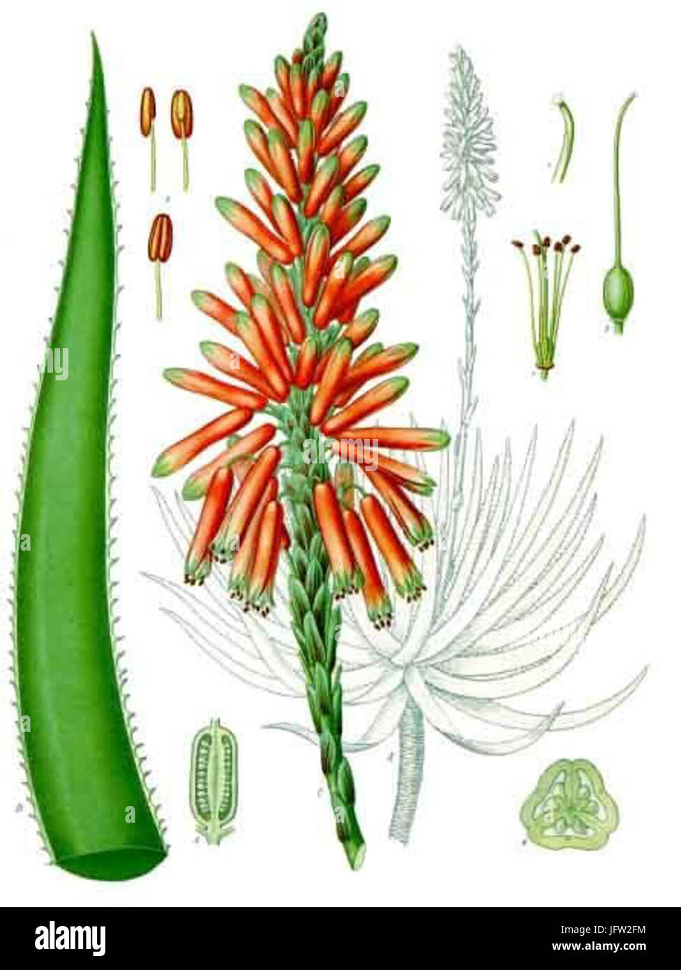 Aloe succotrina - Köhler-s Medizinal-Pflanzen-007 Stock Photo