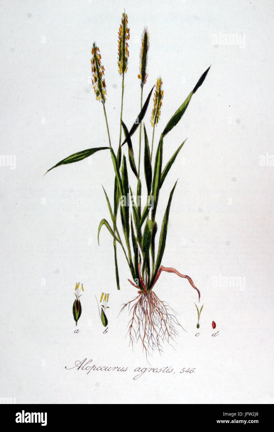 Alopecurus agrestis   Flora Batava   Volume v7 Stock Photo