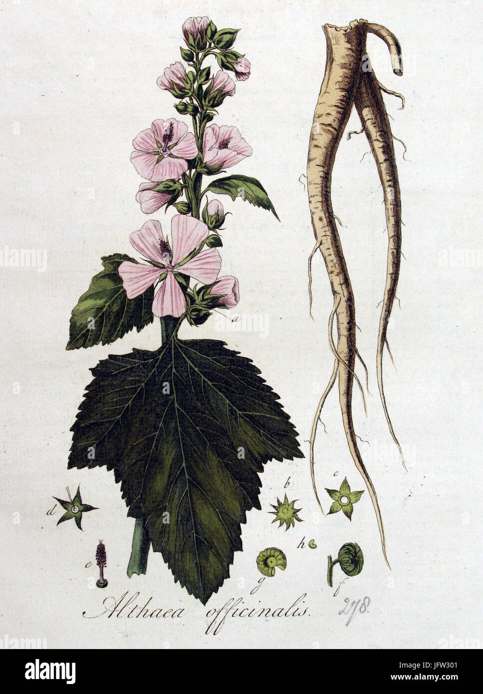 Althaea officinalis   Flora Batava   Volume v4 Stock Photo