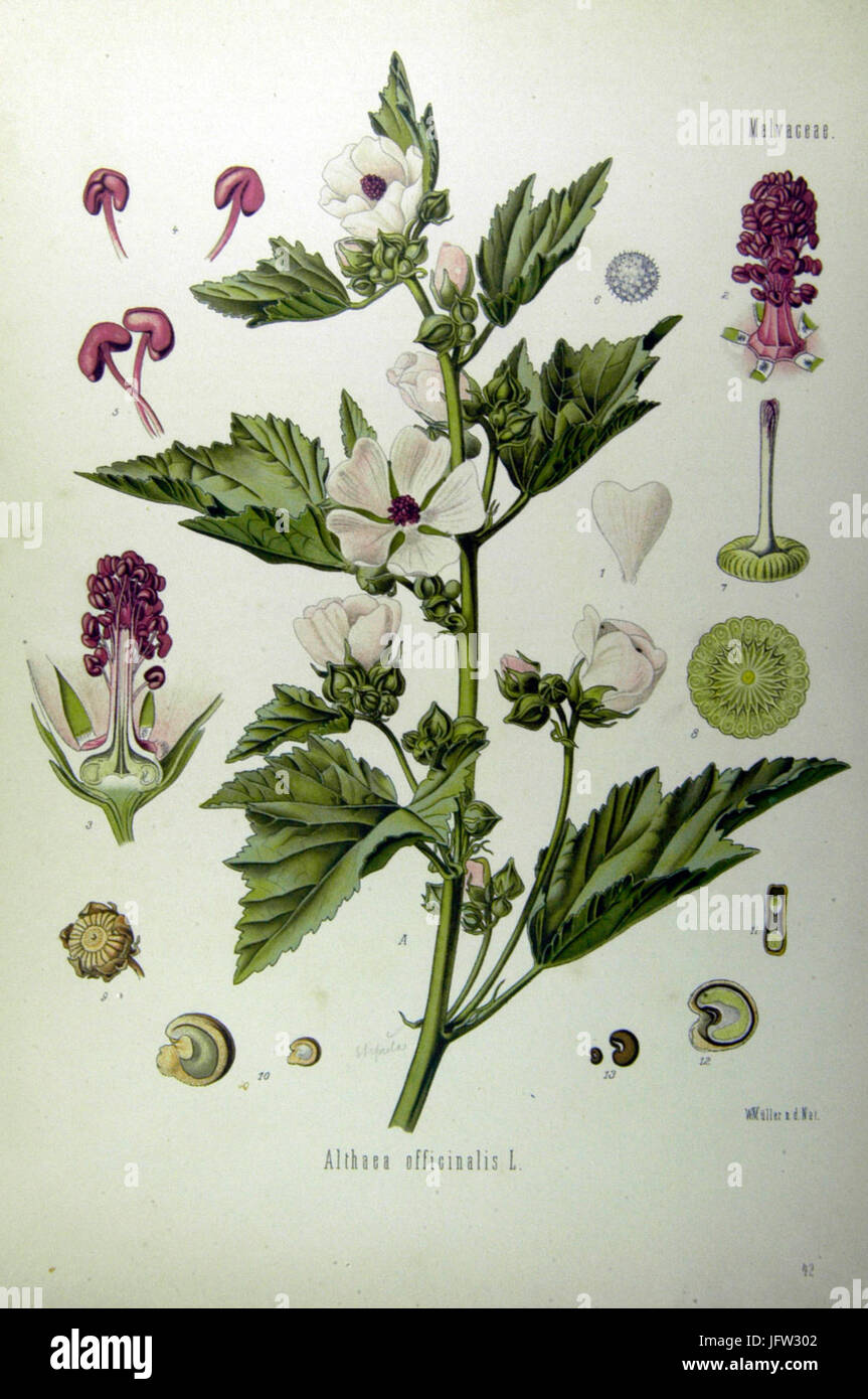 Althaea officinalis (Köhler) Stock Photo
