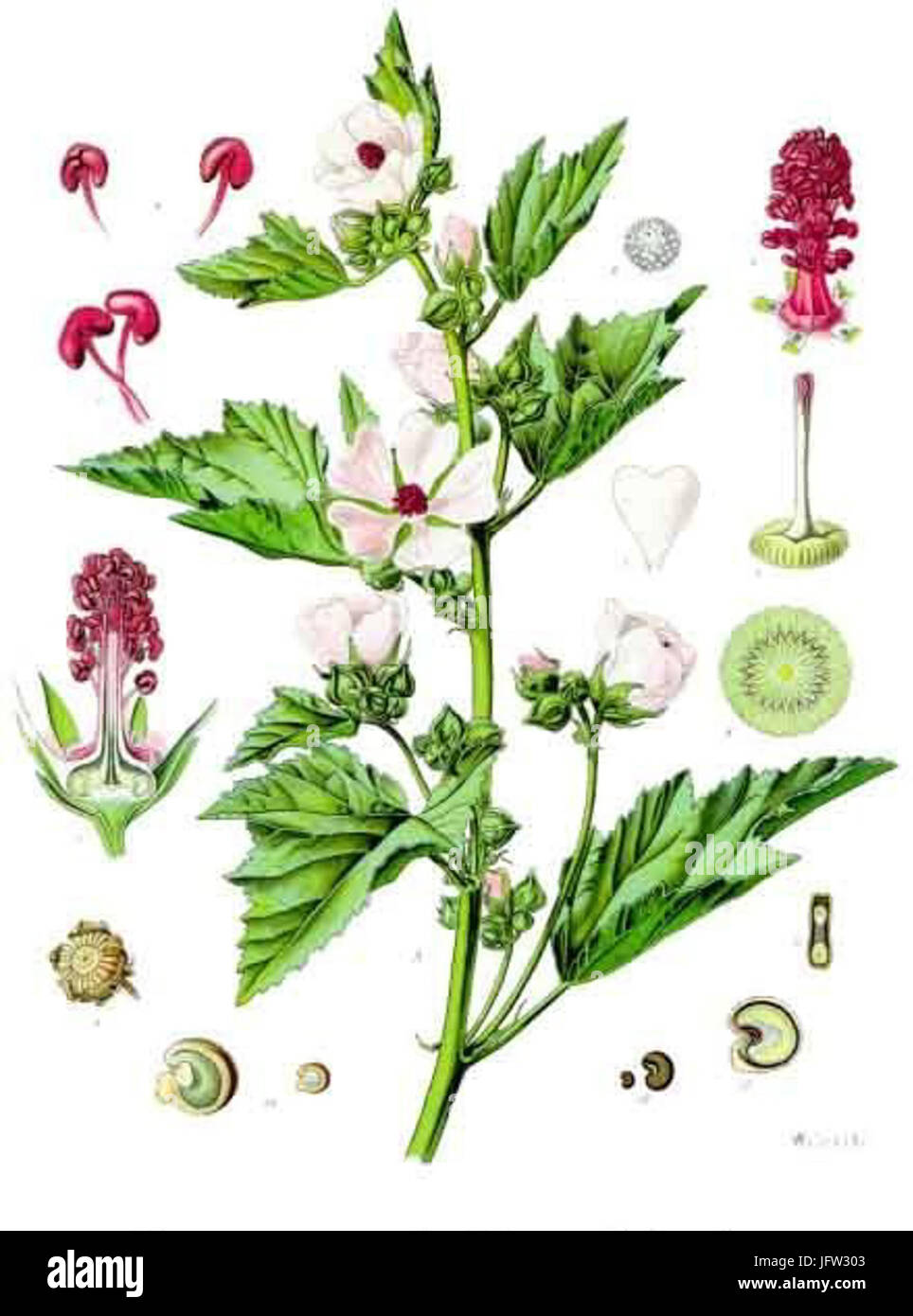 Althaea officinalis - Köhler-s Medizinal-Pflanzen-008 Stock Photo