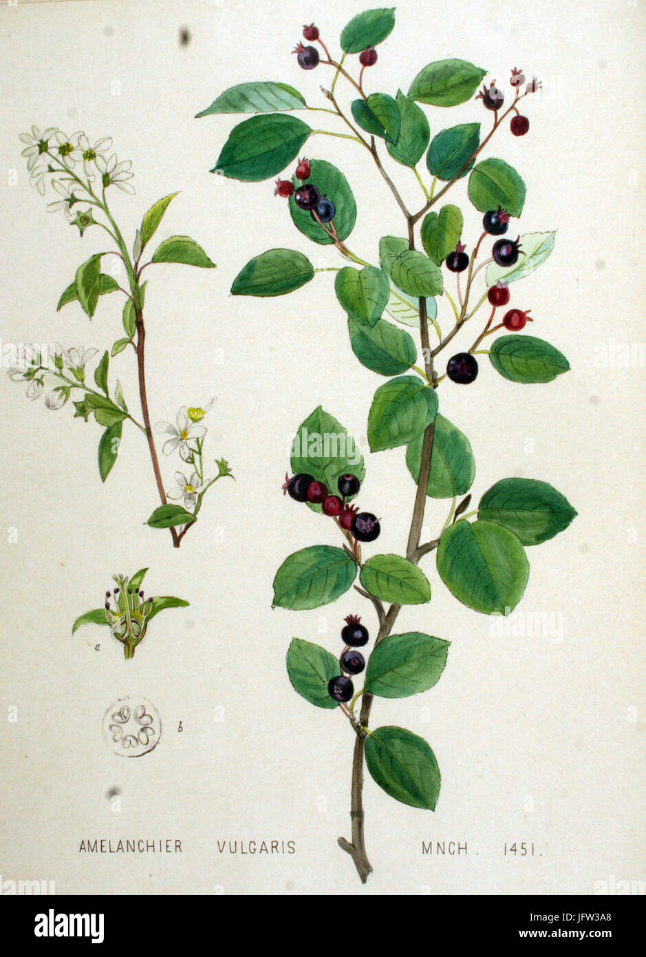Amelanchier vulgaris   Flora Batava   Volume v19 Stock Photo