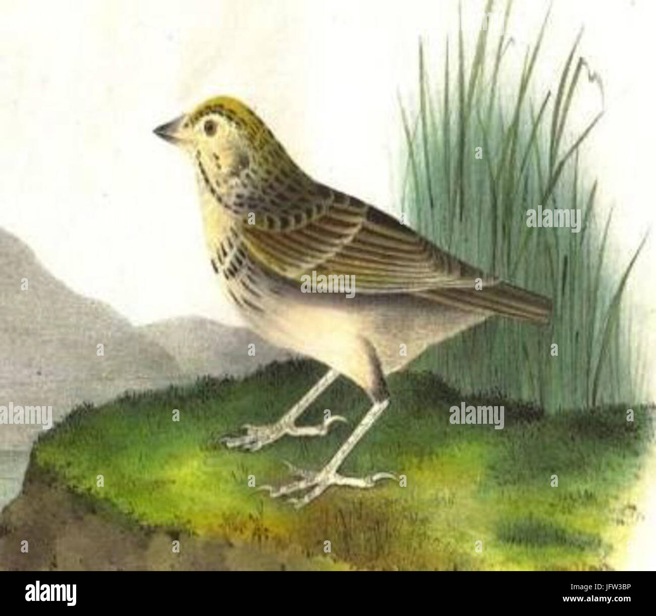 Ammodramus bairdii hires stock photography and images Alamy