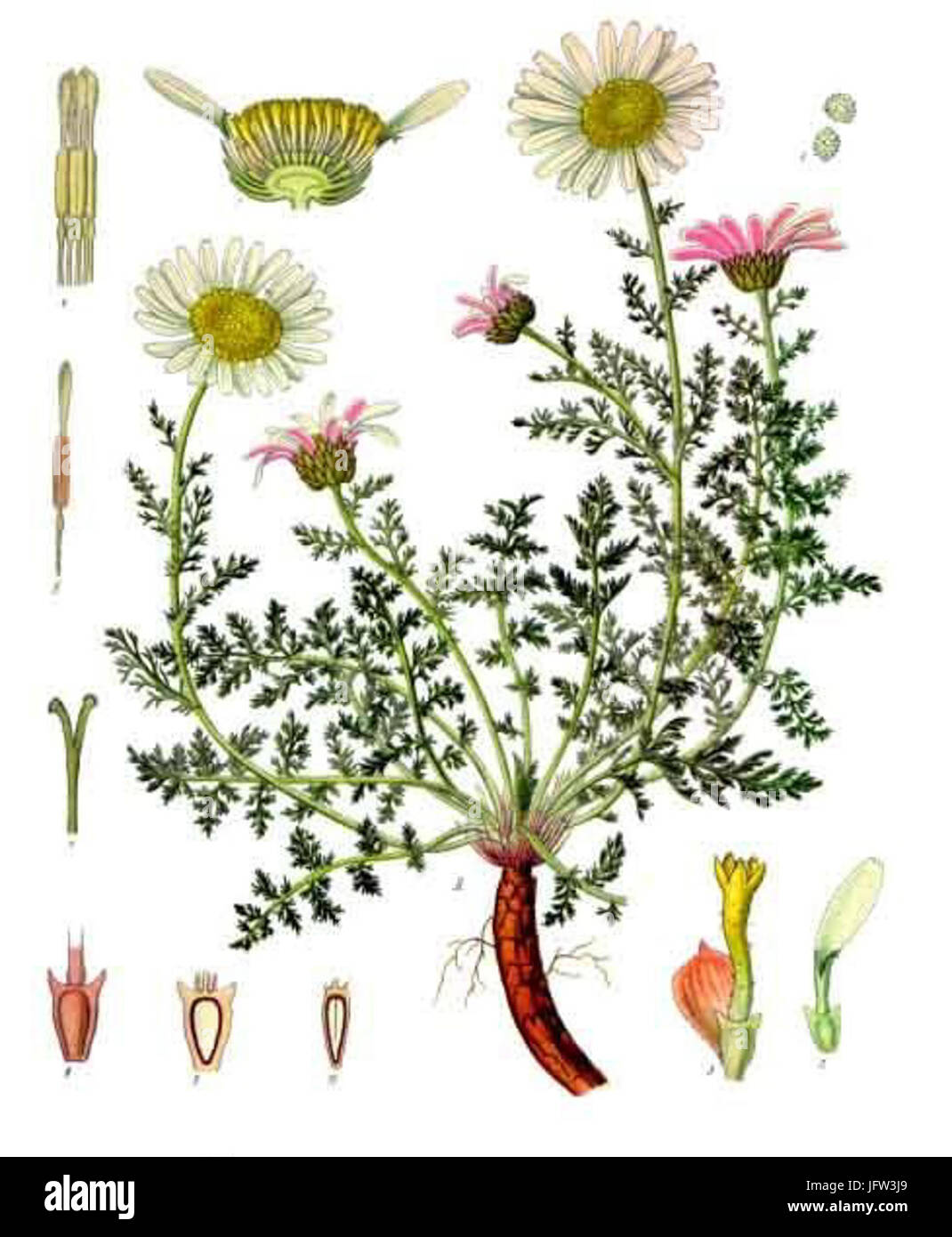 Anacyclus pyrethrum - Köhler-s Medizinal-Pflanzen-011 Stock Photo