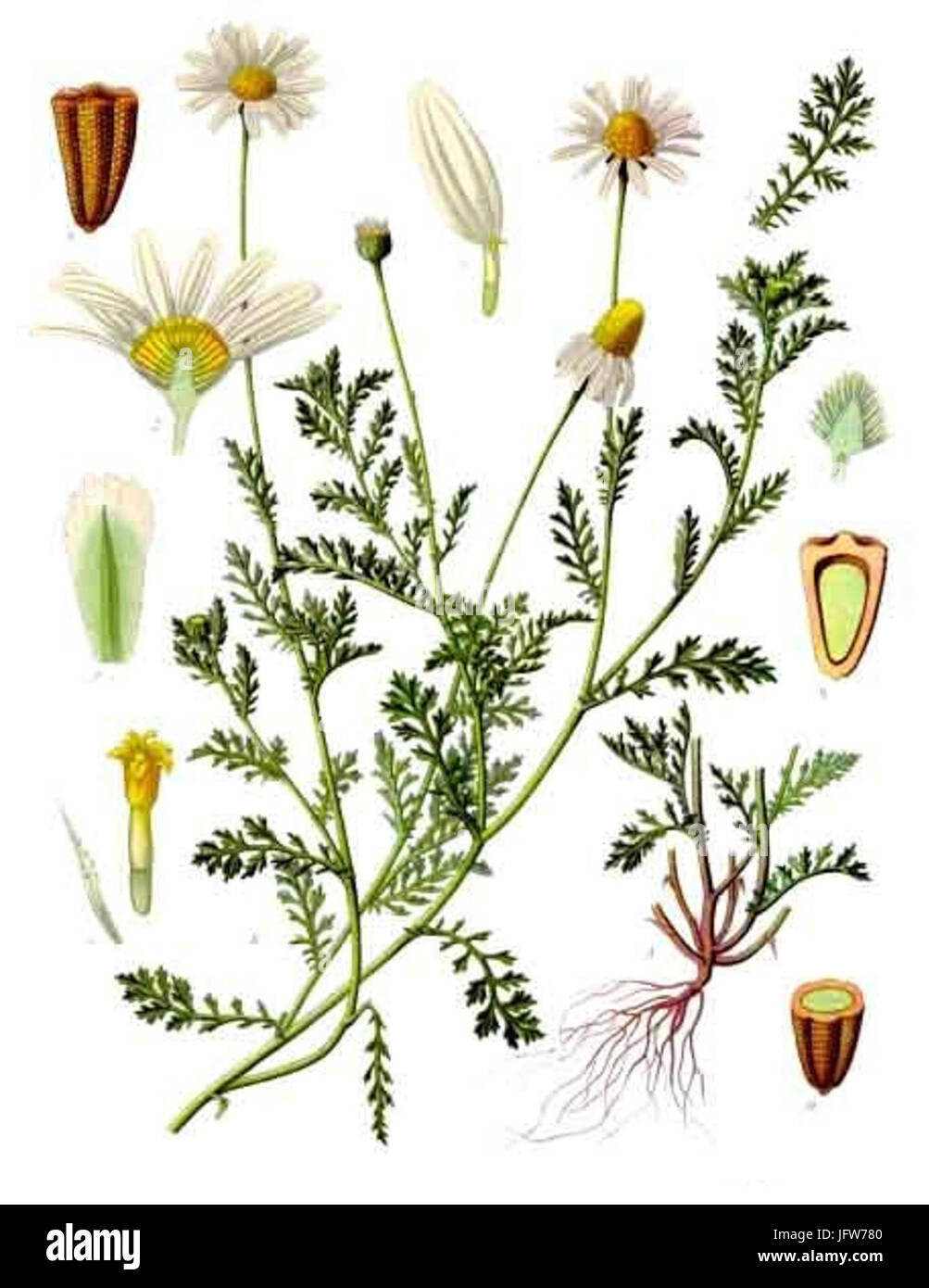 Anthemis arvensis - Köhler-s Medizinal-Pflanzen-159 Stock Photo