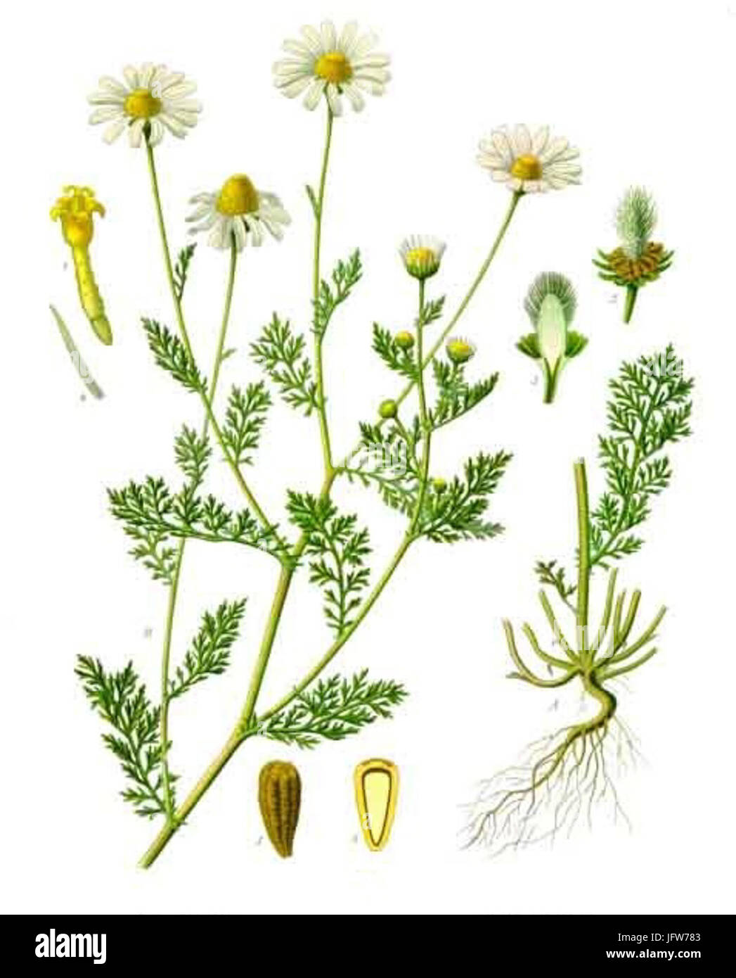 Anthemis cotula - Köhler-s Medizinal-Pflanzen-160 Stock Photo