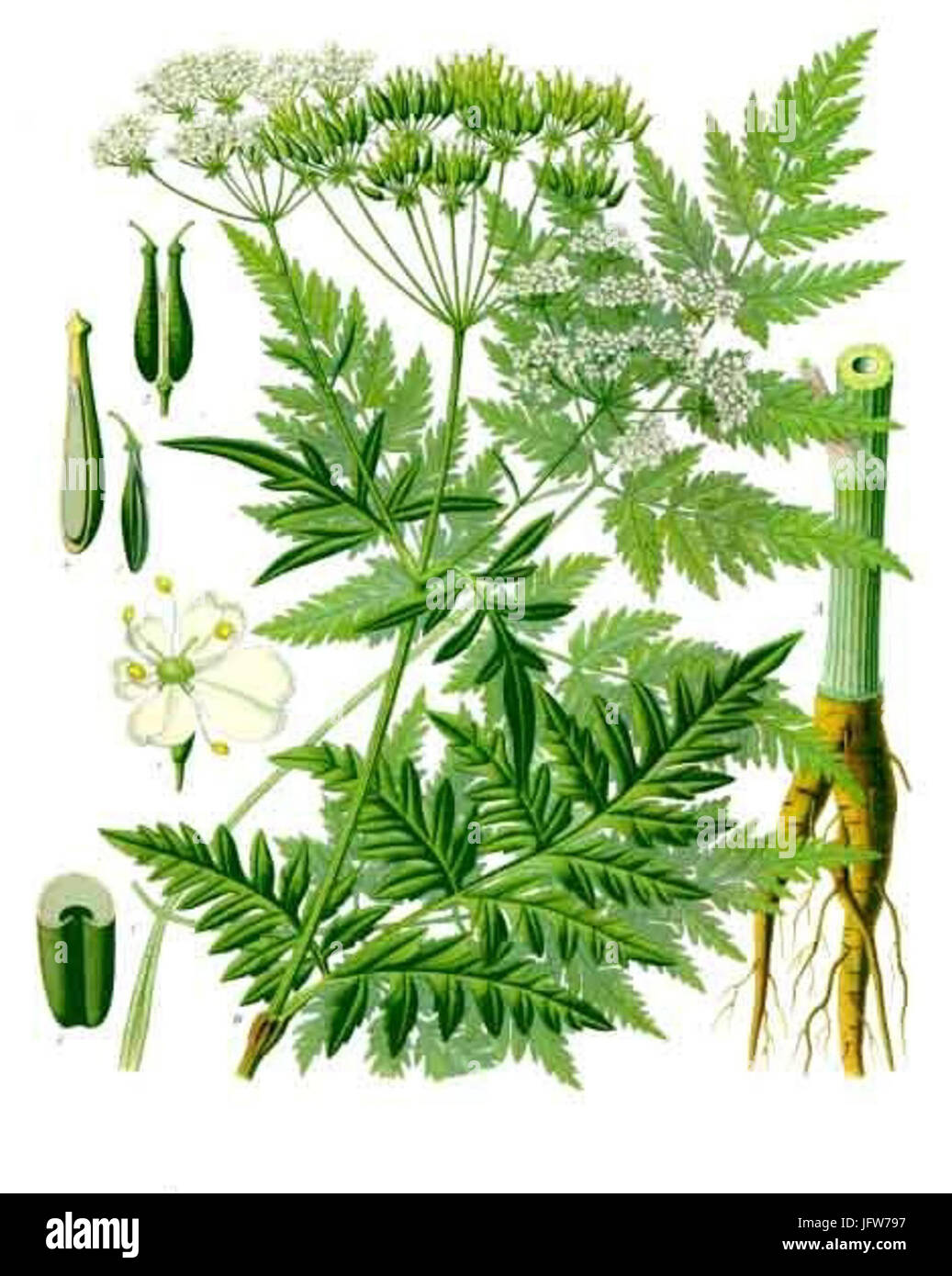 Anthriscus sylvestris - Köhler-s Medizinal-Pflanzen-162 Stock Photo