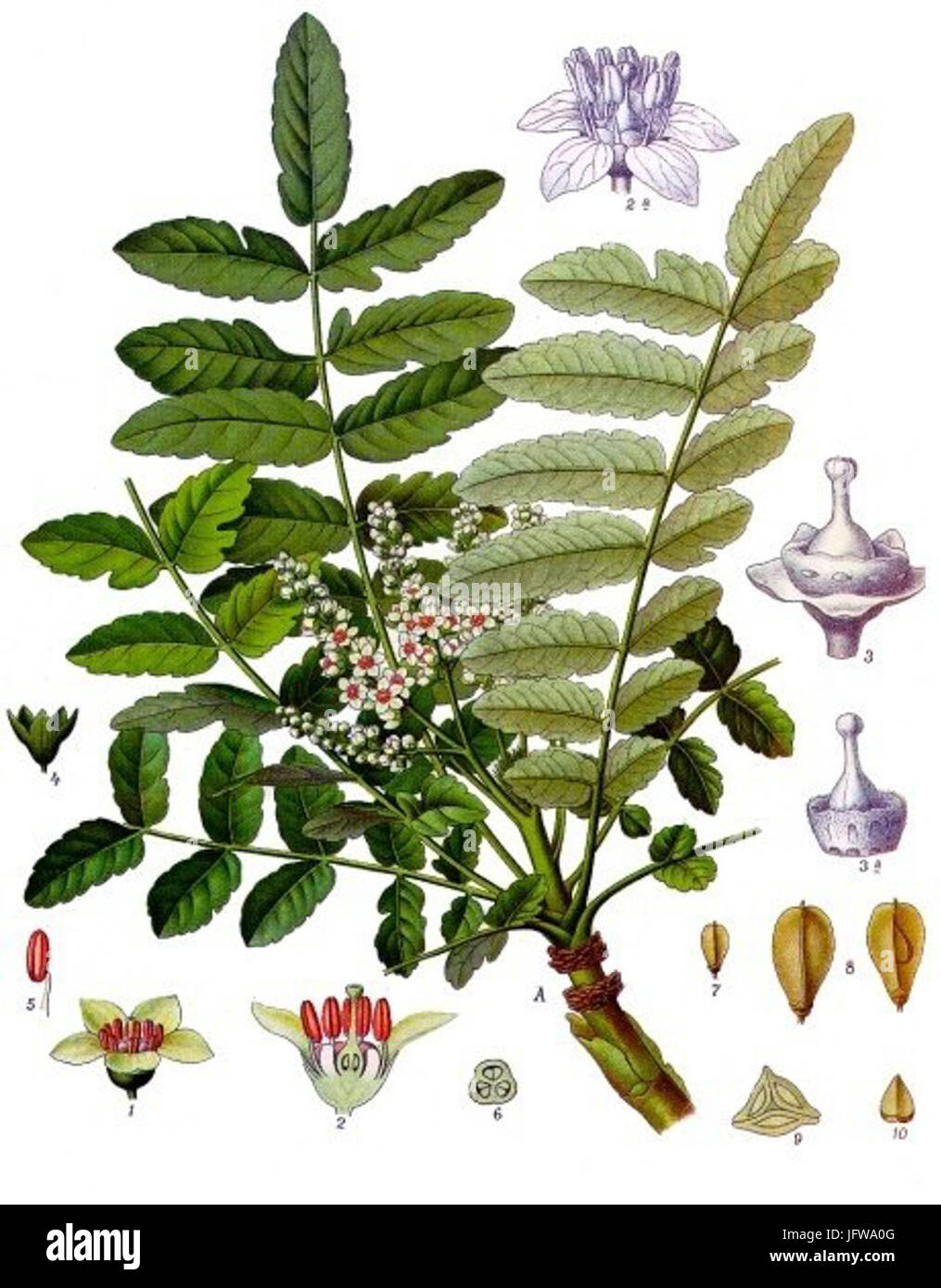 Boswellia sacra - Köhler-s Medizinal-Pflanzen-0 Stock Photo