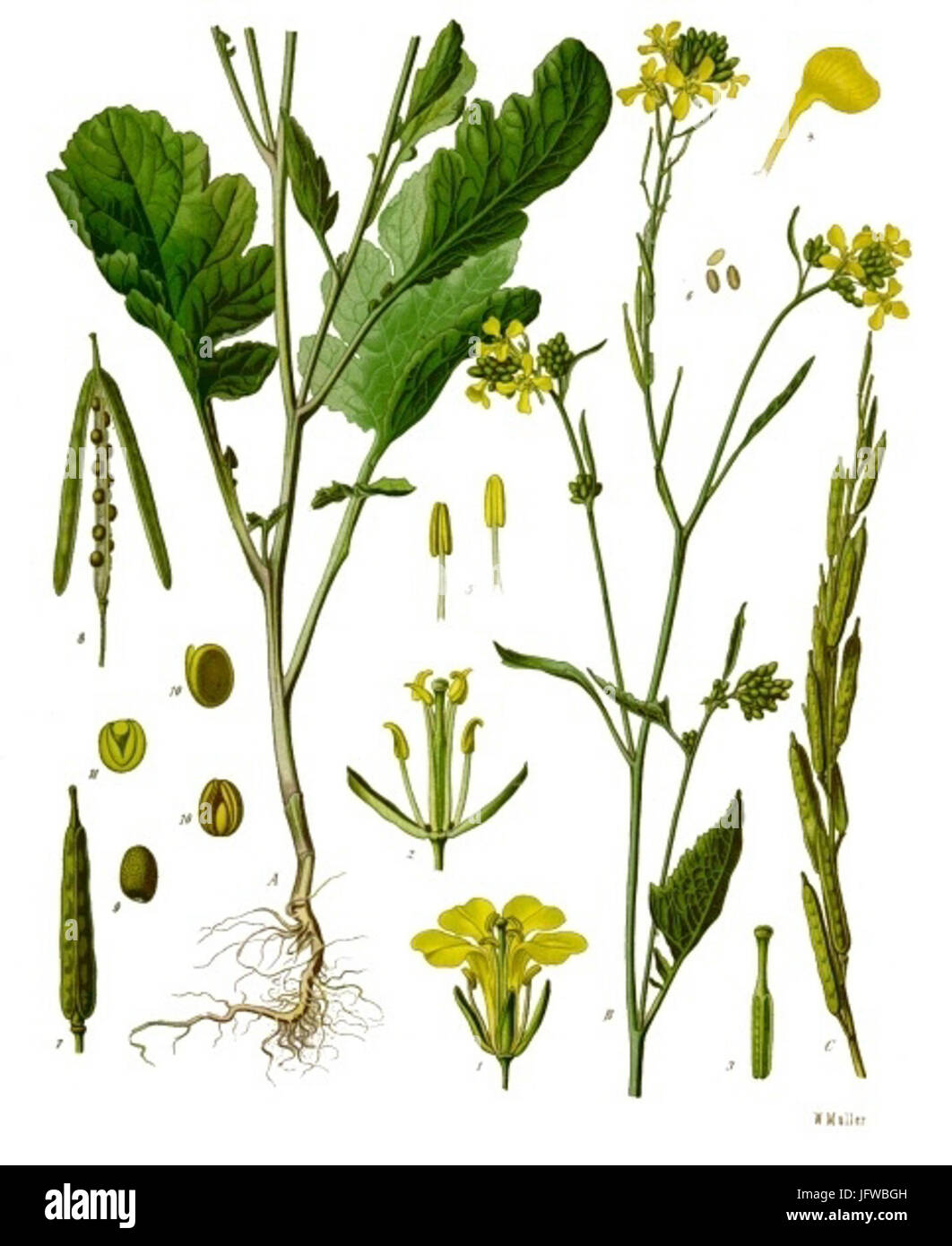 Brassica nigra - Köhler-s Medizinal-Pflanzen-170 Stock Photo