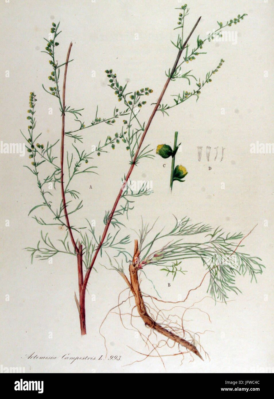 Artemisia campestris   Flora Batava   Volume v13 Stock Photo