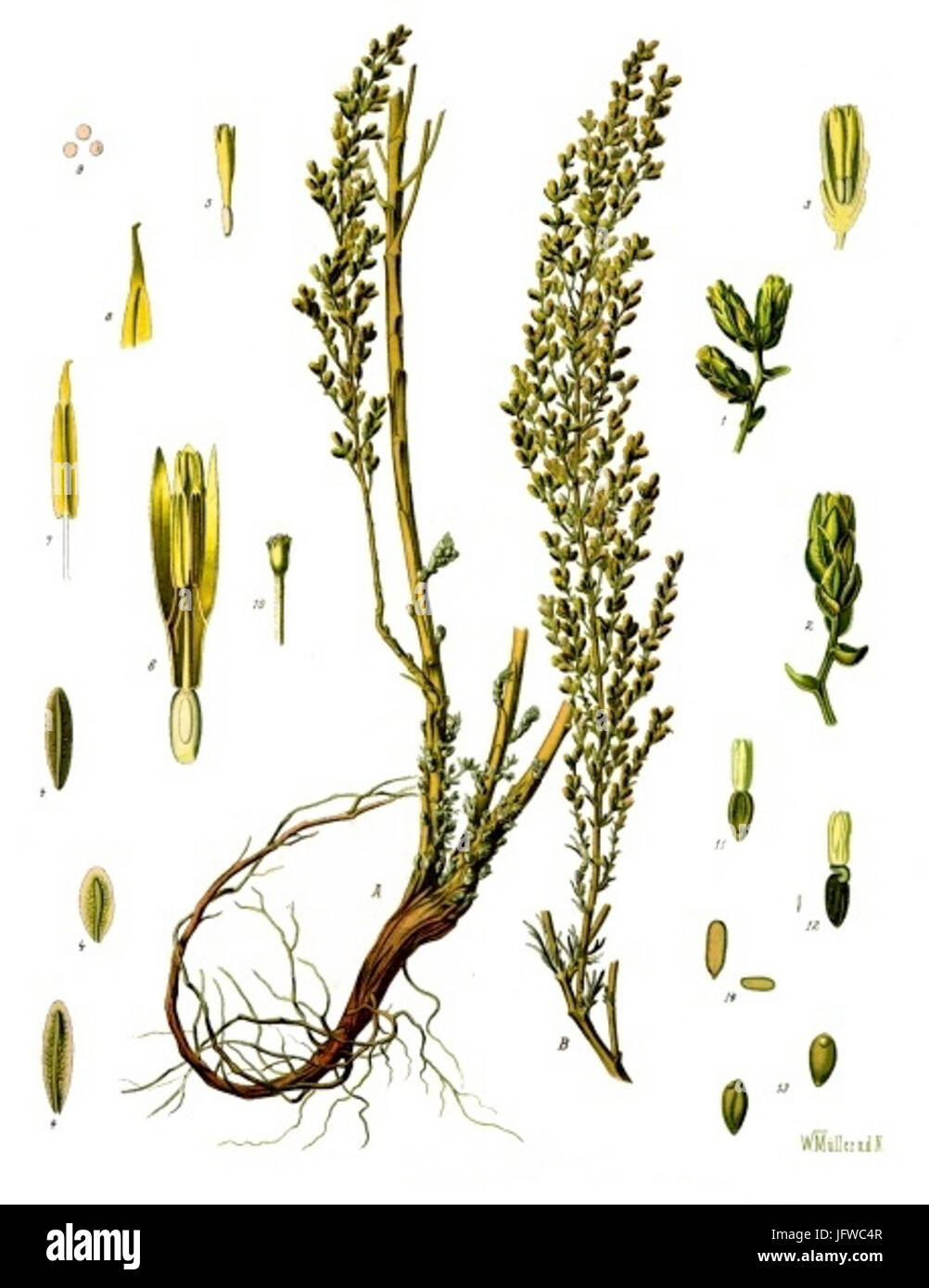 Artemisia cina - Köhler-s Medizinal-Pflanzen-165 Stock Photo