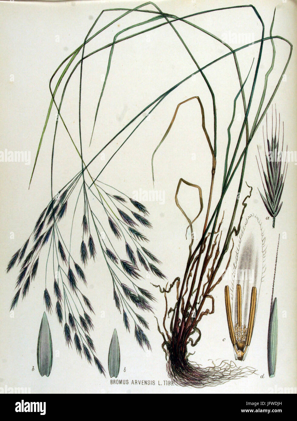 Bromus arvensis   Flora Batava   Volume v15 Stock Photo