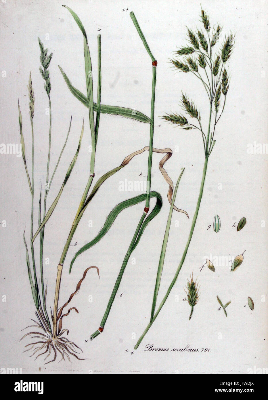 Bromus secalinus   Flora Batava   Volume v10 Stock Photo