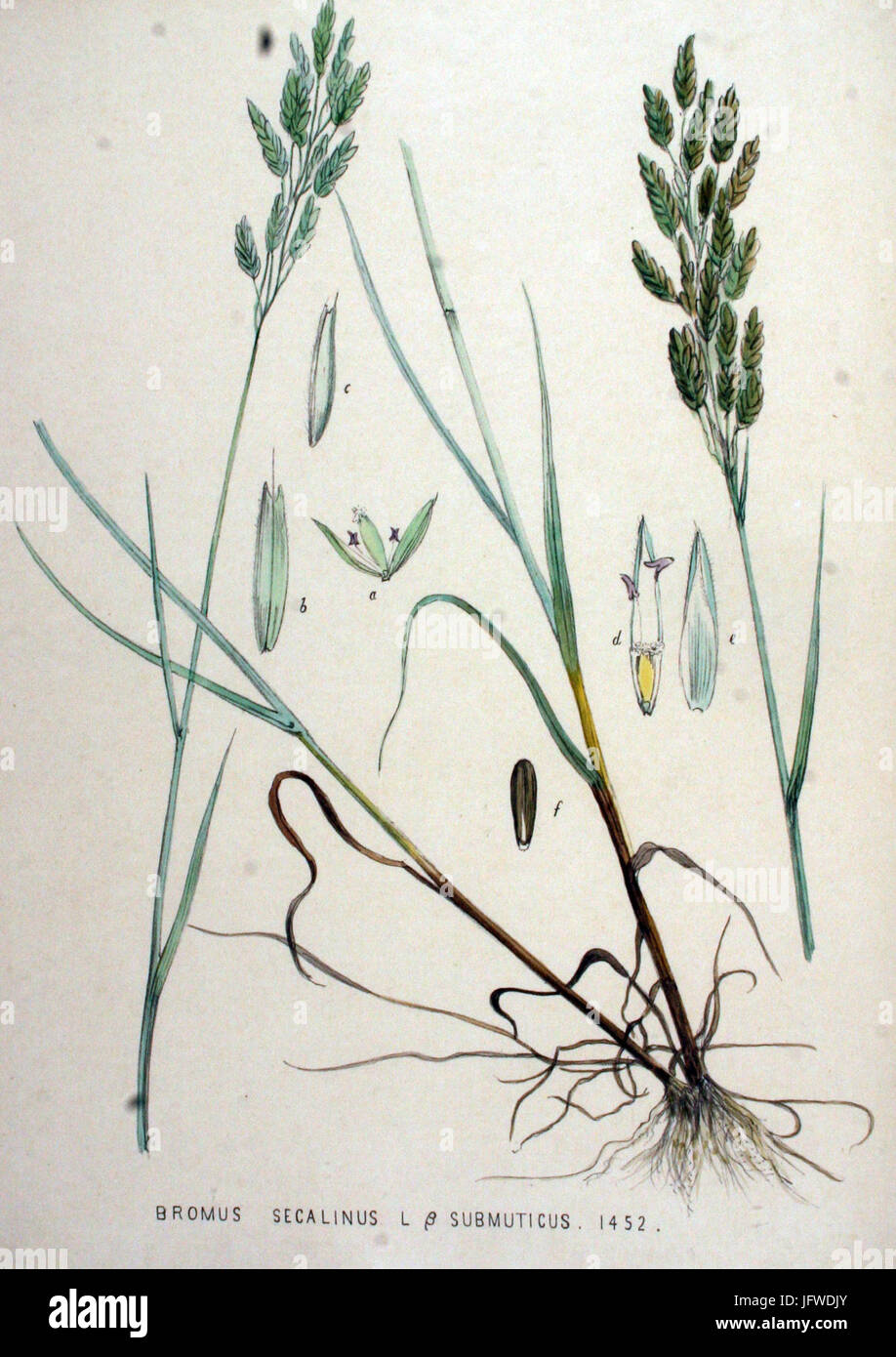 Bromus secalinus   Flora Batava   Volume v19 Stock Photo