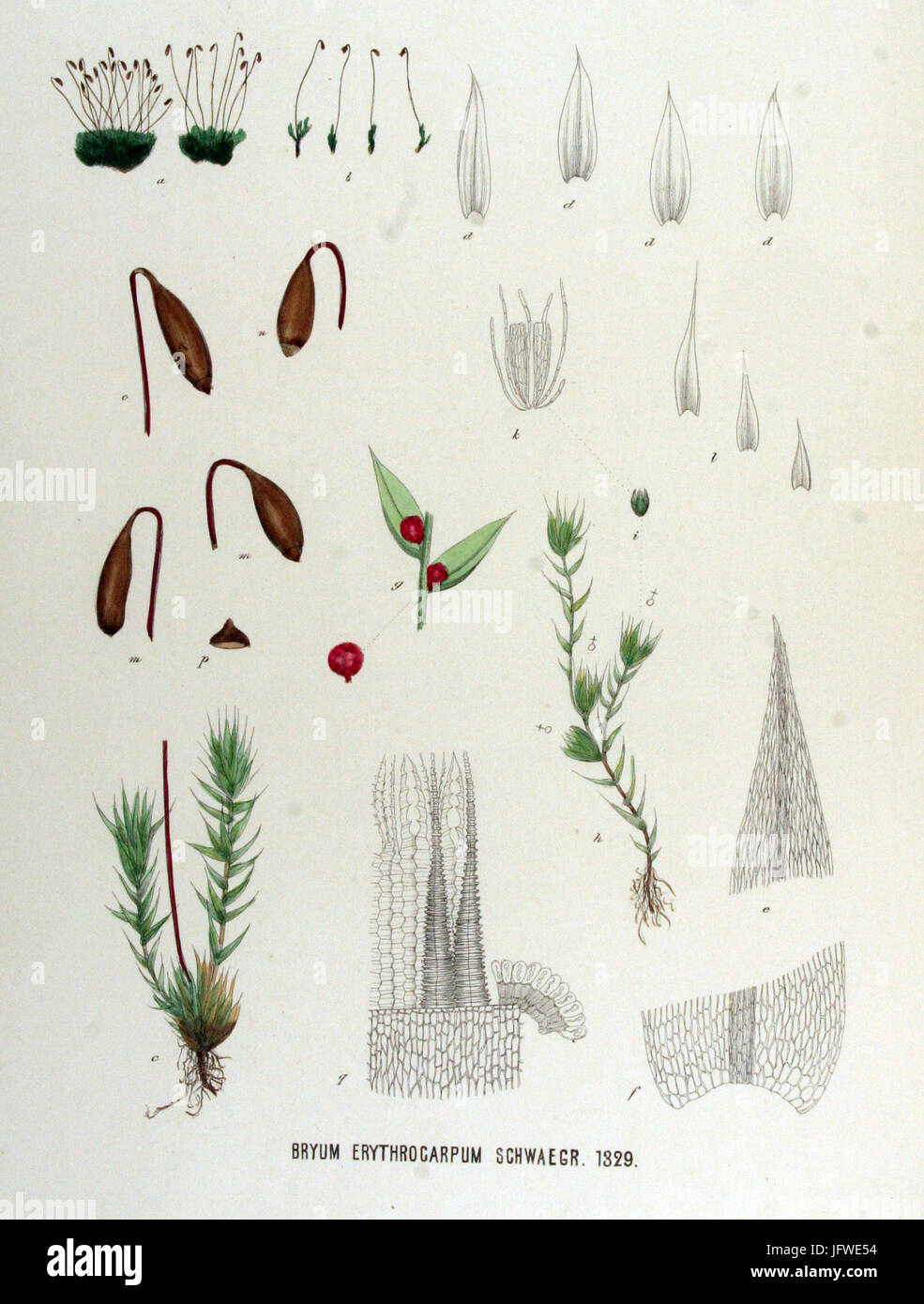 Bryum erythrocarpum   Flora Batava   Volume v17 Stock Photo