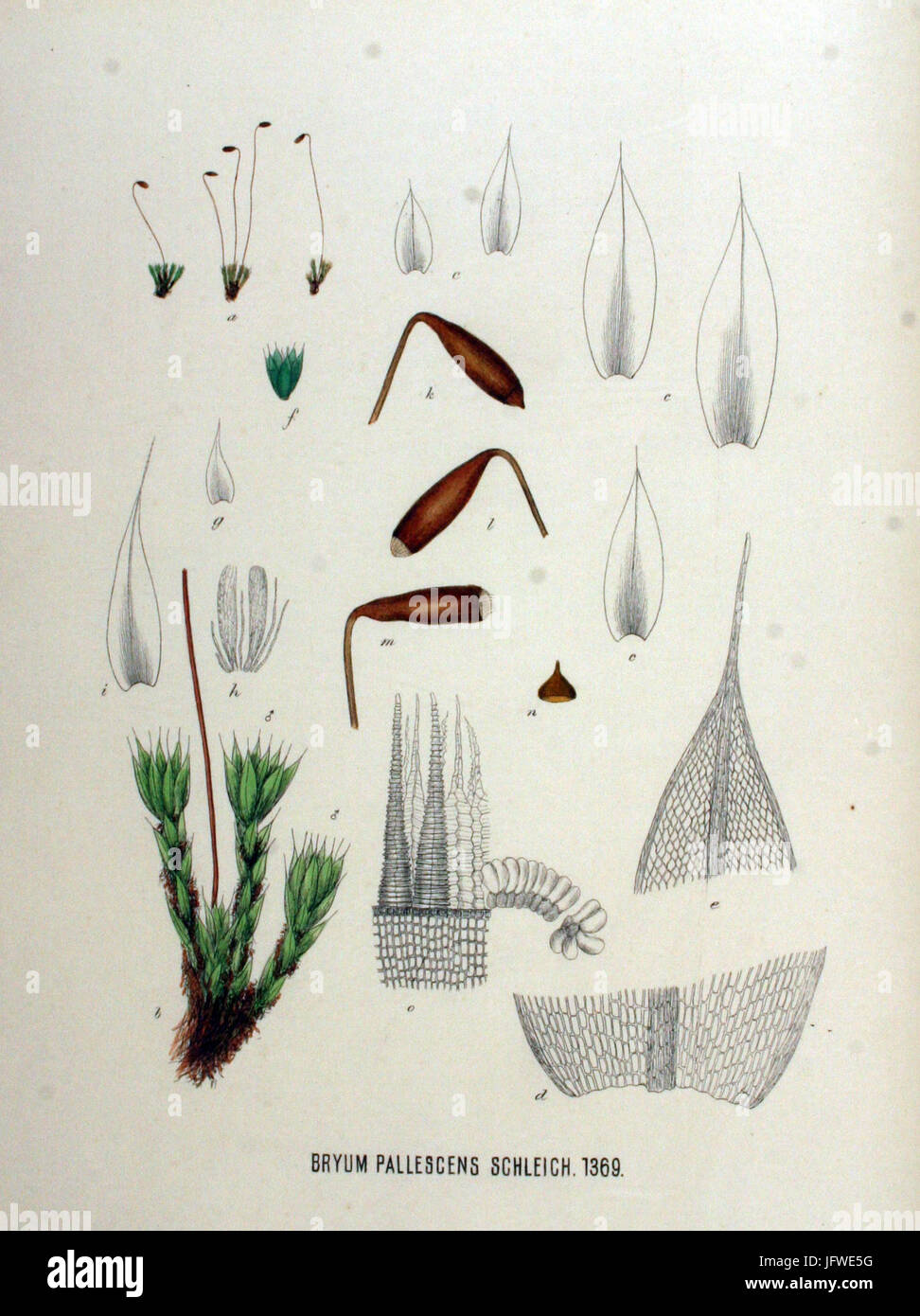 Bryum pallescens   Flora Batava   Volume v18 Stock Photo