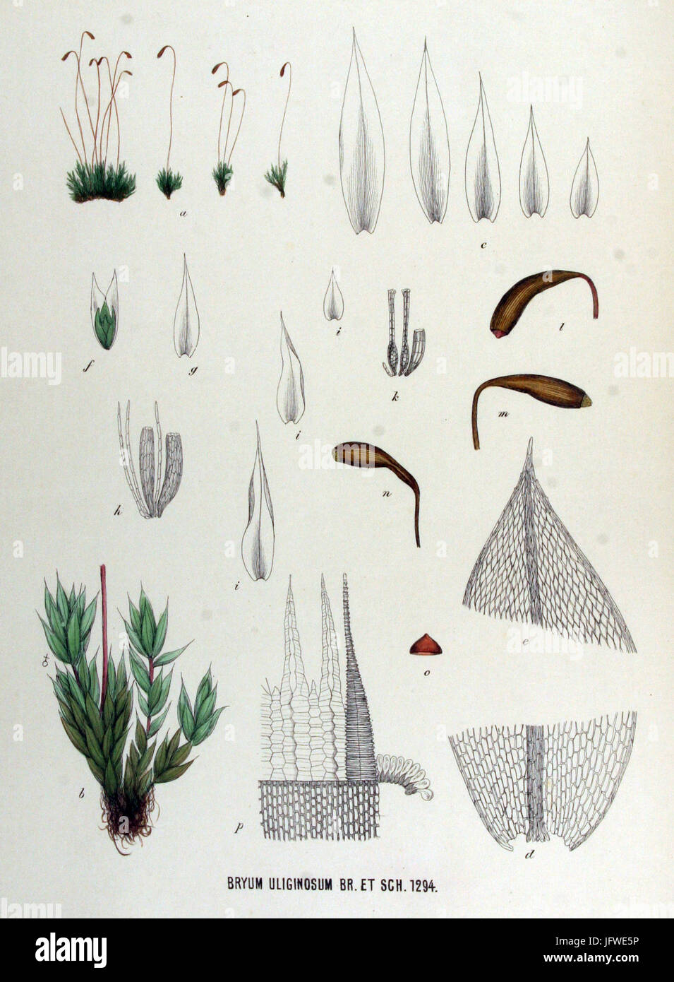 Bryum uliginosum   Flora Batava   Volume v17 Stock Photo