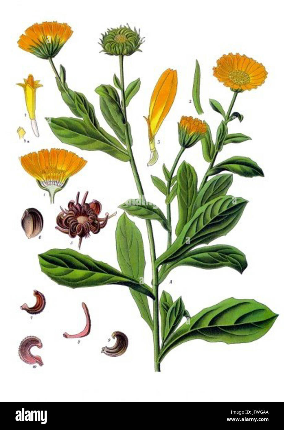 Calendula officinalis - Köhler-s Medizinal-Pflanzen-024 Stock Photo - Alamy