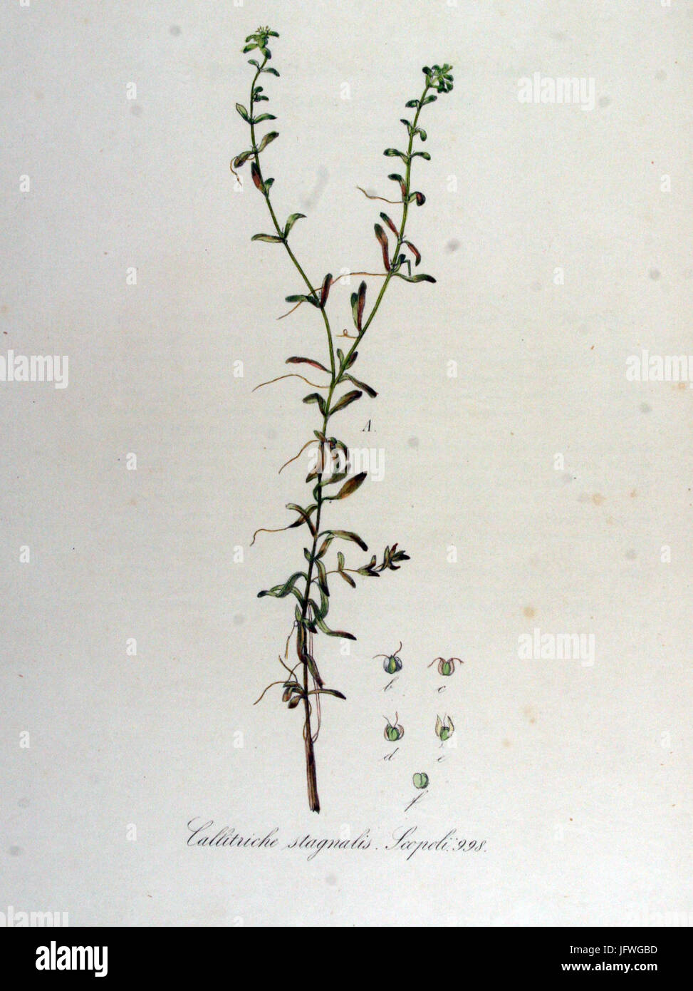 Callitriche stagnalis   Flora Batava   Volume v13 Stock Photo