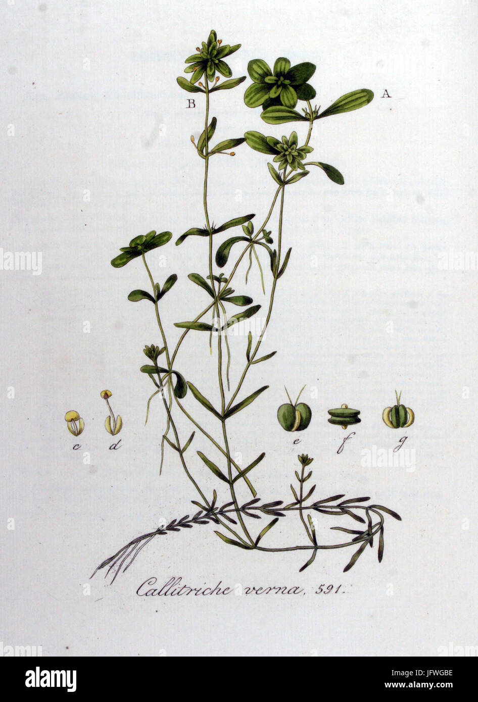 Callitriche verna   Flora Batava   Volume v8 Stock Photo