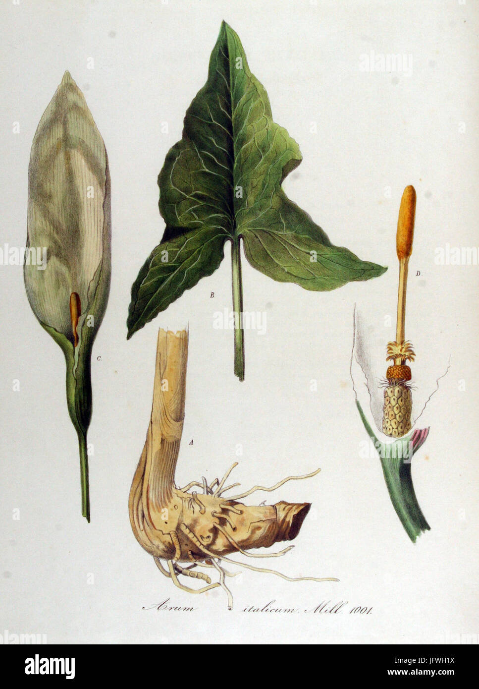 Arum italicum   Flora Batava   Volume v13 Stock Photo