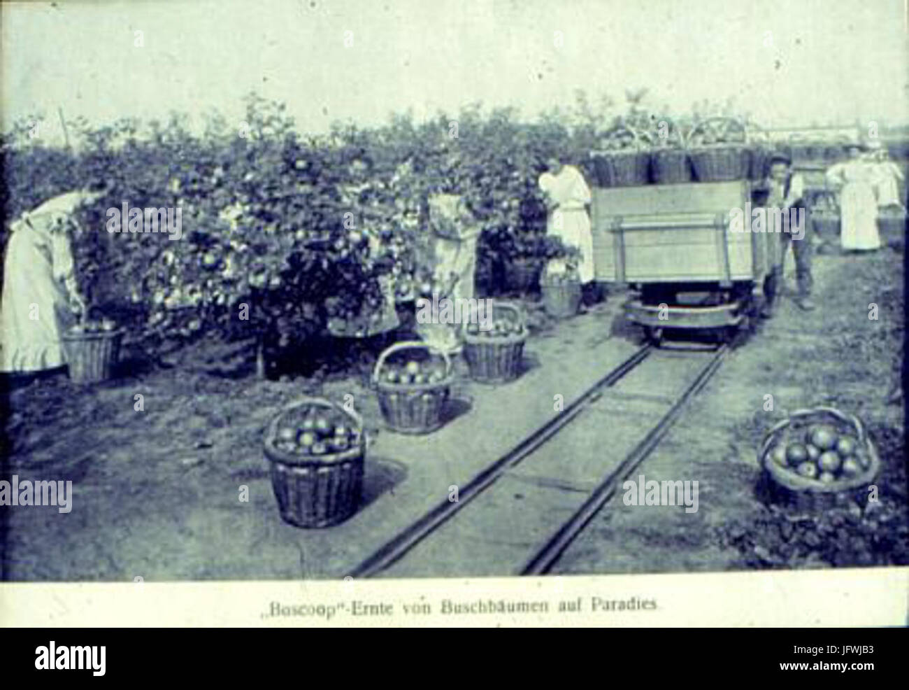 Apfelernte in den Schmitz-Hübsch schen Anlagen um 1900 Stock Photo