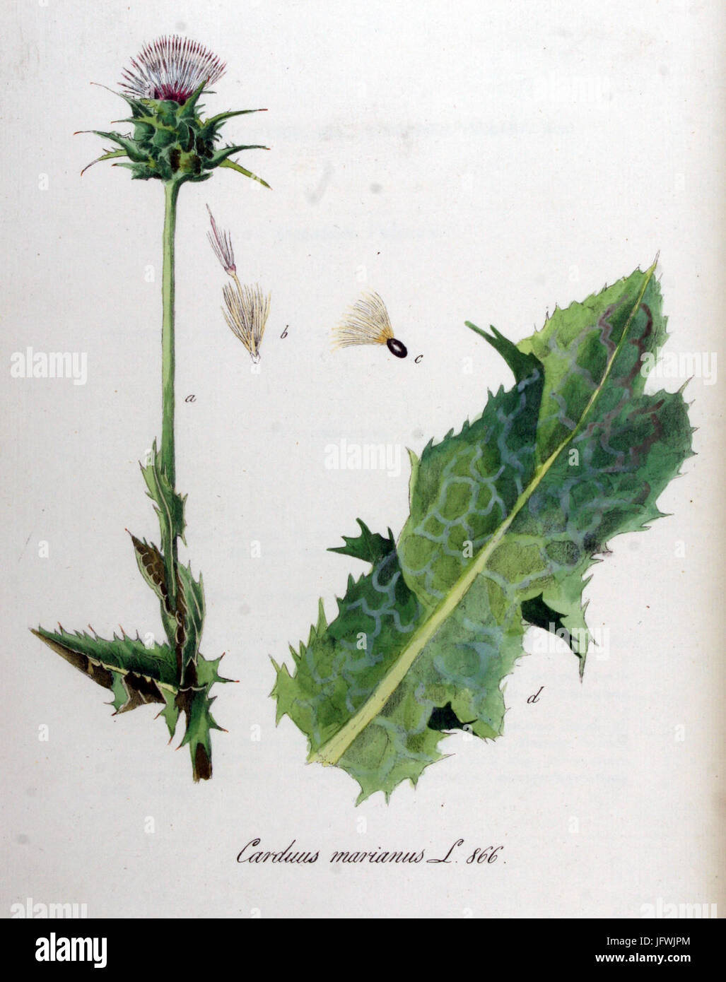 Carduus marianus   Flora Batava   Volume v11 Stock Photo