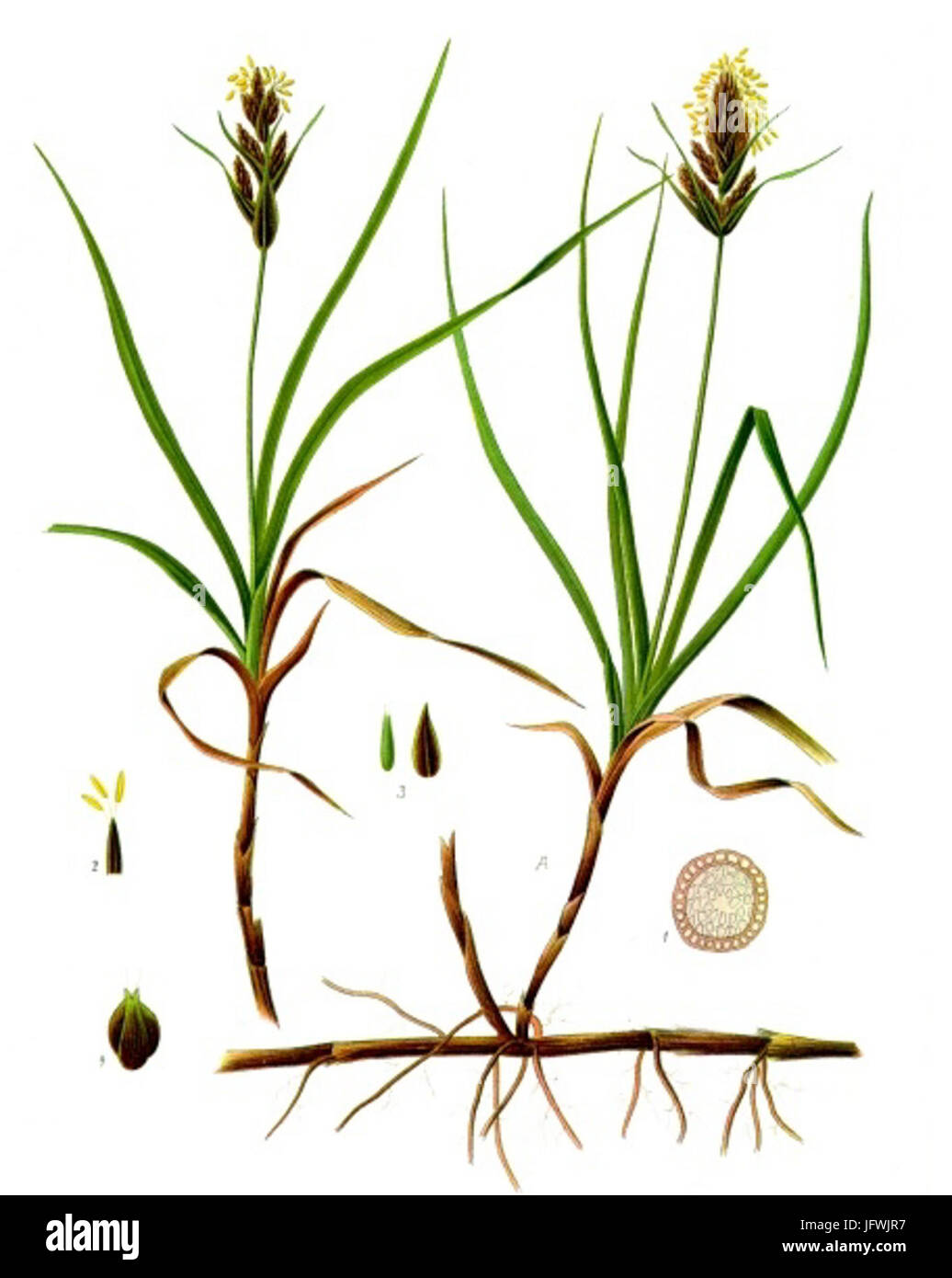 Carex arenaria - Köhler-s Medizinal-Pflanzen-153 Stock Photo
