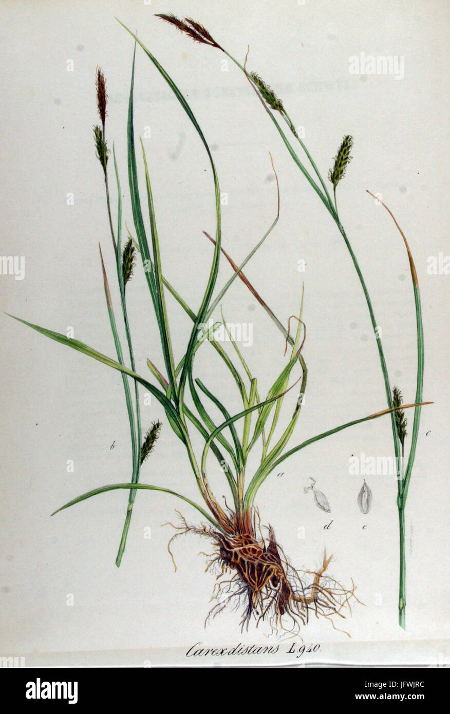 Carex distans   Flora Batava   Volume v12 Stock Photo
