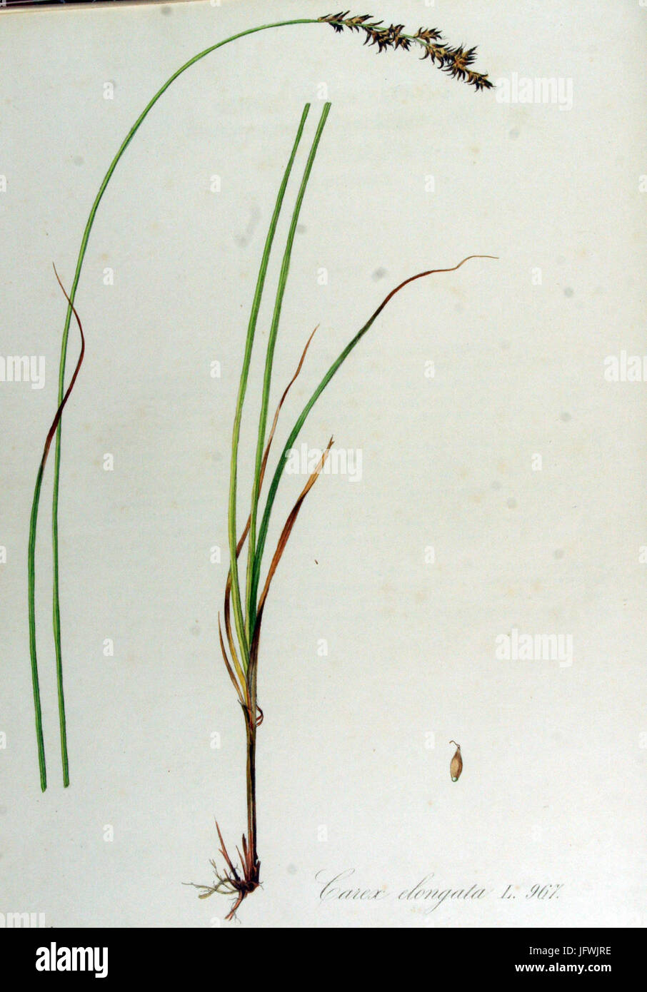Carex elongata   Flora Batava   Volume v13 Stock Photo