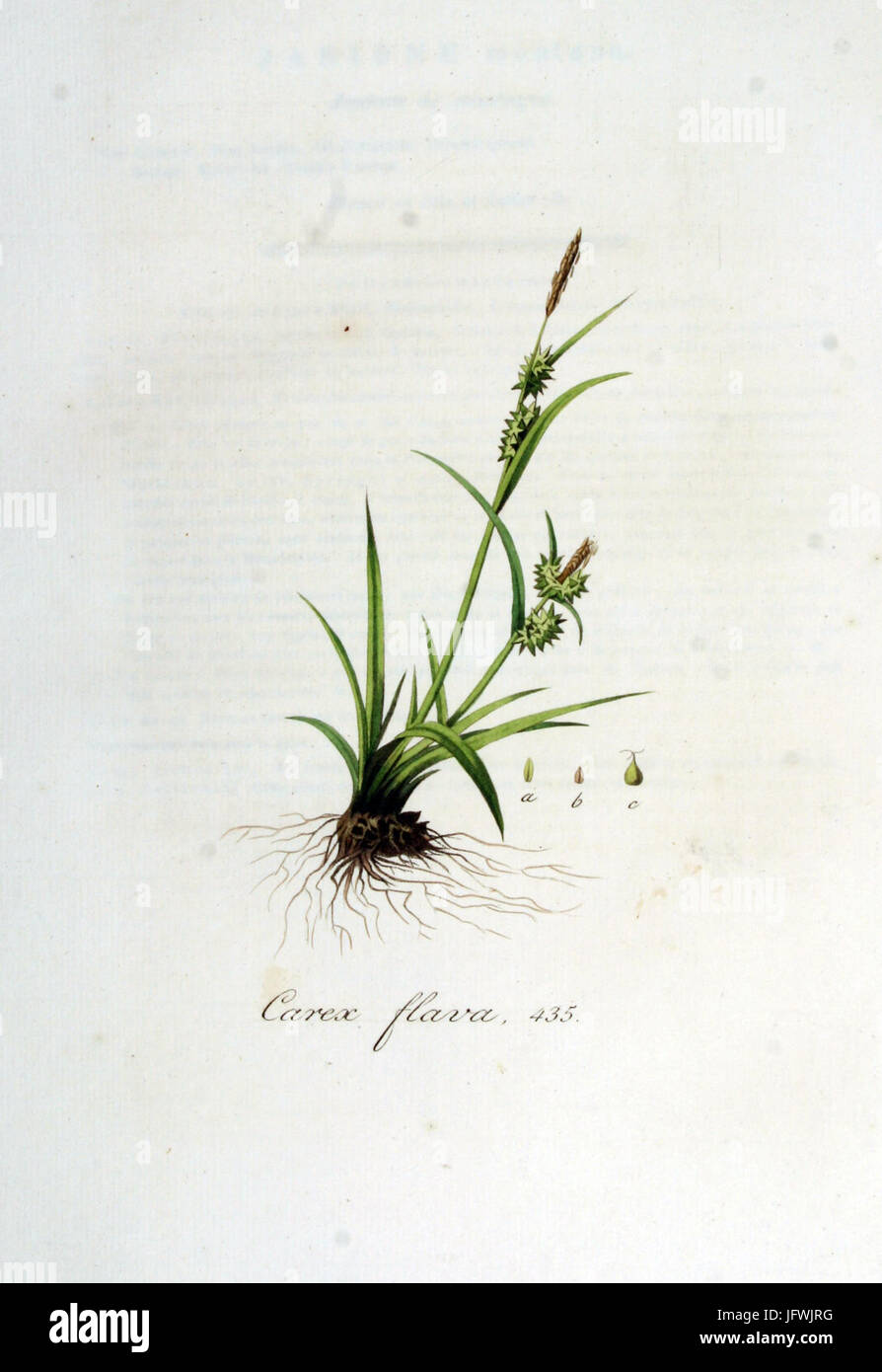 Carex flava   Flora Batava   Volume v6 Stock Photo