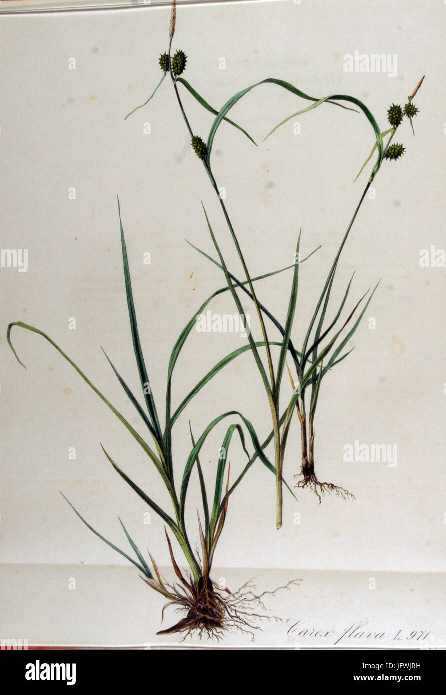 Carex flava   Flora Batava   Volume v13 Stock Photo