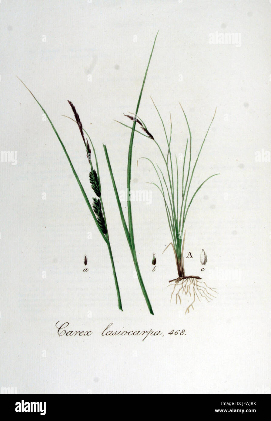Carex lasiocarpa   Flora Batava   Volume v6 Stock Photo