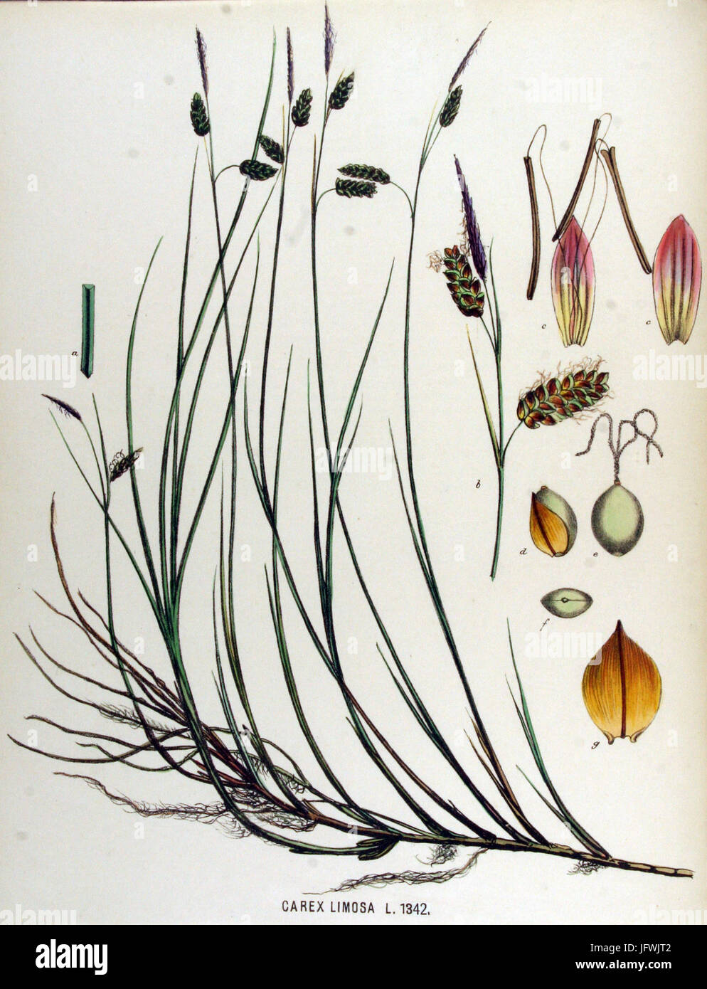 Carex limosa   Flora Batava   Volume v17 Stock Photo