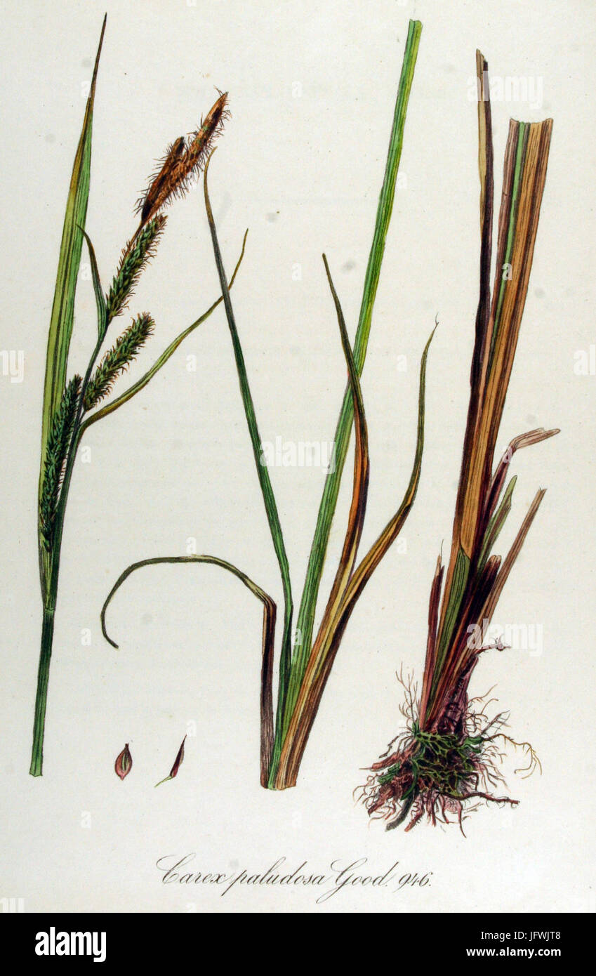 Carex paludosa   Flora Batava   Volume v12 Stock Photo