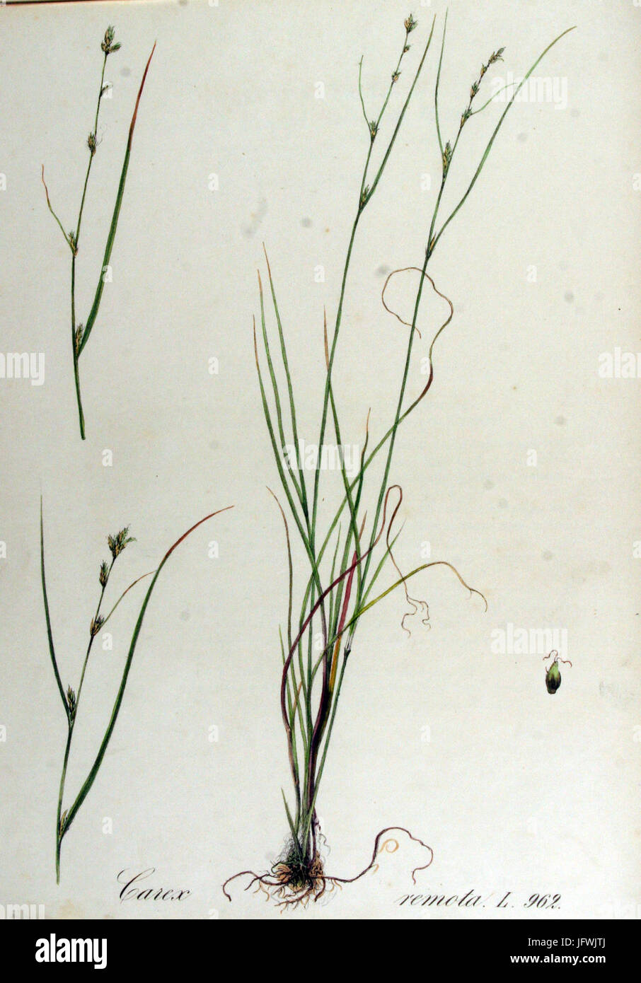 Carex remota   Flora Batava   Volume v13 Stock Photo