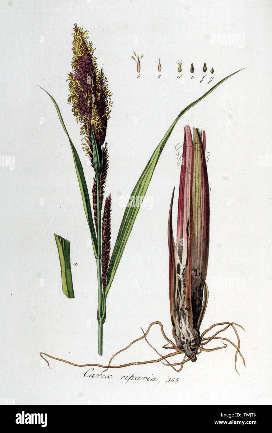 Carex riparia   Flora Batava   Volume v5 Stock Photo