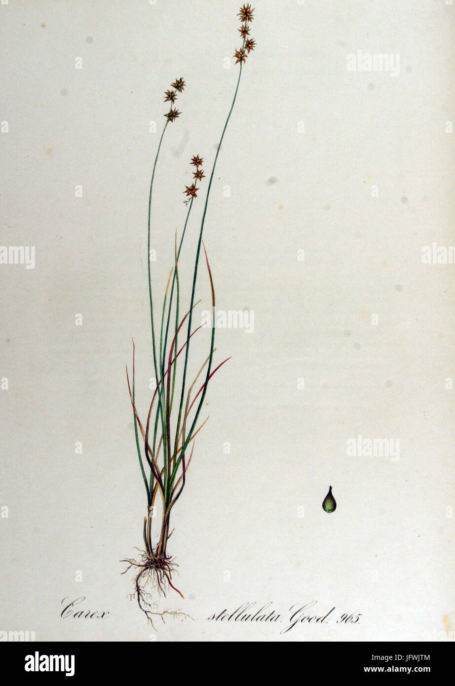 Carex stellulata   Flora Batava   Volume v13 Stock Photo