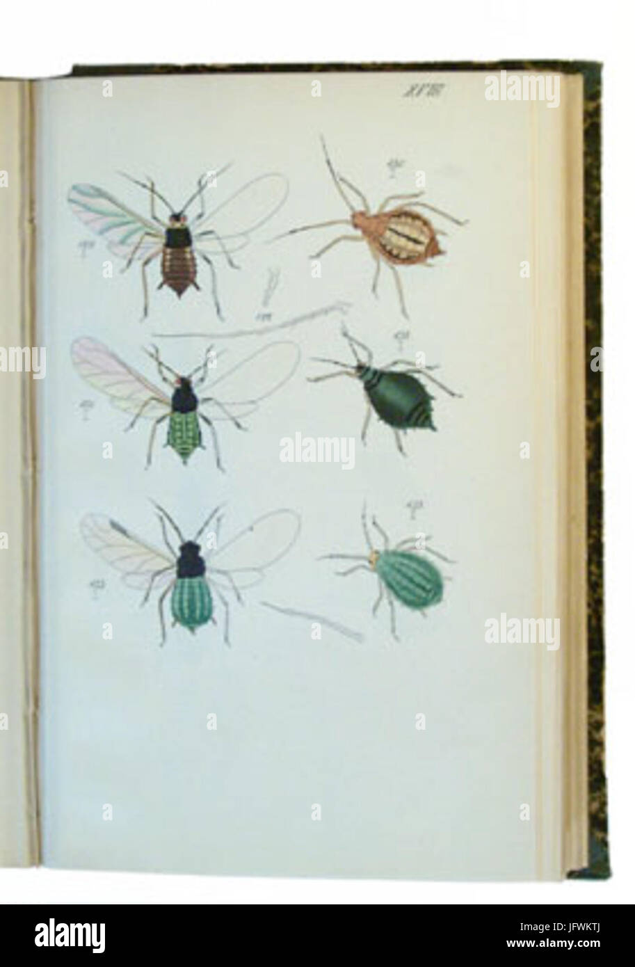 Carl Ludwig Koch - Plate from Die Pflanzenläuse Aphiden 1857 Stock Photo